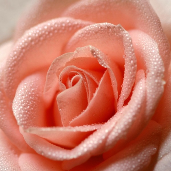 Rose Petals